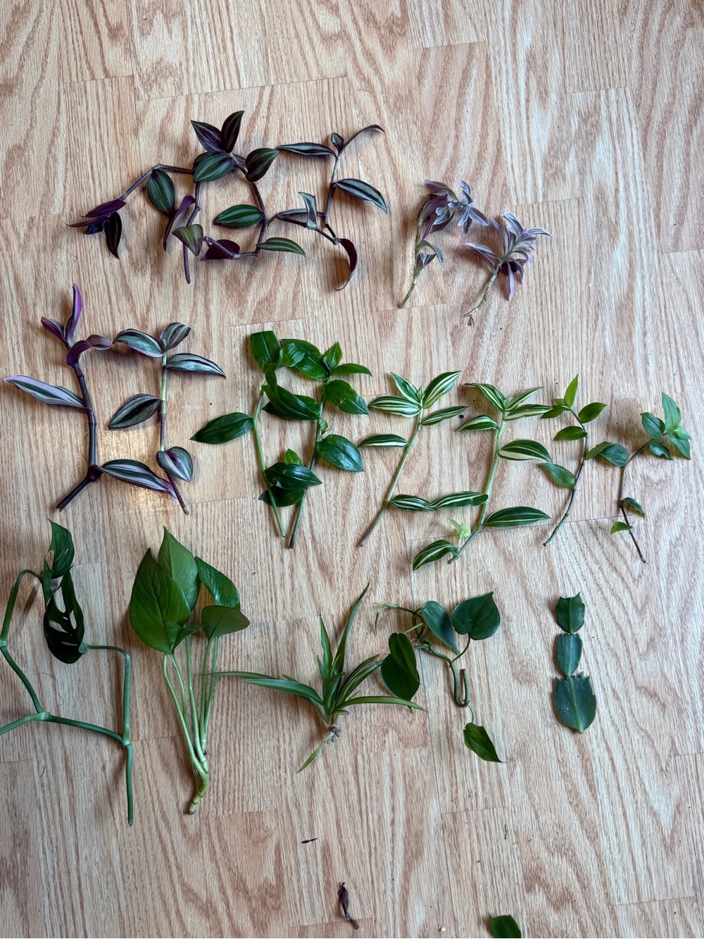 Indoor Plant Cuttings bundle